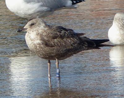 Gaviota sombría: anillas (2)