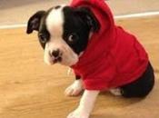 Sudaderas para perros pequeños