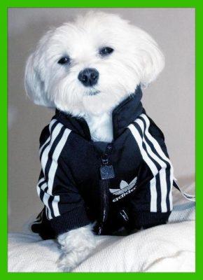 sudaderas para perros adidas