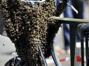 Enjambres extraños lugares swarn strange places.