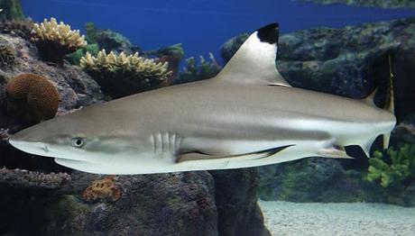 Islas Phi Phi En Tailandia. 10 Cosas Que Hacer En Este Hermoso Archipiélago