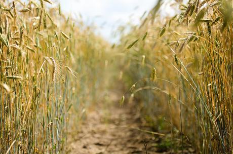 Me llamo Lucy Barton - Elizabeth Strout