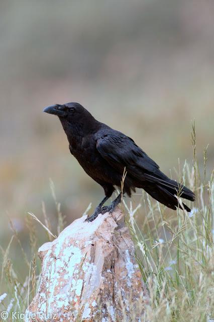 Consejos para mejorar tus fotografías de fauna IV