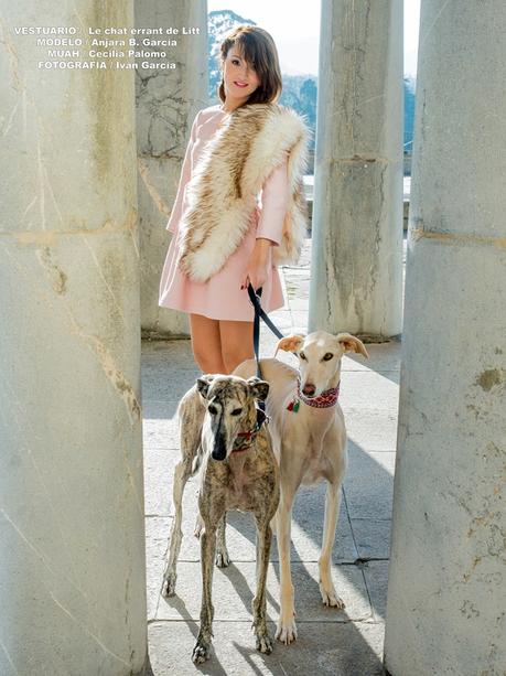 LE CHAT ERRANT DE LITT