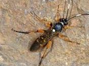 Animal Cavernícola 2017 Alemania