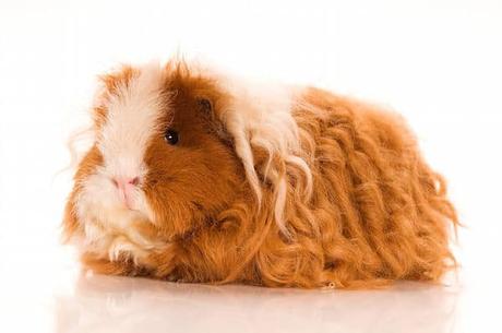 Conoce La Raza De Cobaya Texel: Su Adorable Pelo Rizado ¡Te Encantará!