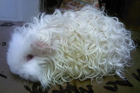 Conoce La Raza De Cobaya Texel: Su Adorable Pelo Rizado ¡Te Encantará!