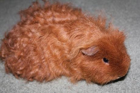 Conoce La Raza De Cobaya Texel: Su Adorable Pelo Rizado ¡Te Encantará!