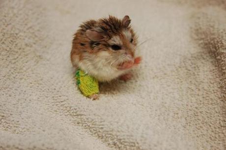 Cómo Cuidar A Un Hámster Herido – Consejos + Kit De Emergencia Adecuado