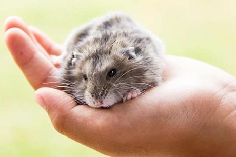 Cómo Cuidar A Un Hámster Herido – Consejos + Kit De Emergencia Adecuado