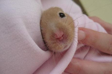 Cómo Cuidar A Un Hámster Herido – Consejos + Kit De Emergencia Adecuado