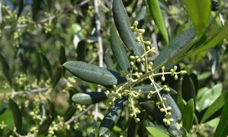 fotos planta olivo
