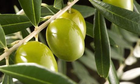 fotos planta olivo