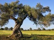 Olivo grandes poderes medicinales