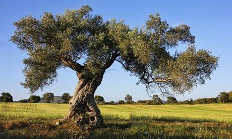 fotos arbol olivo