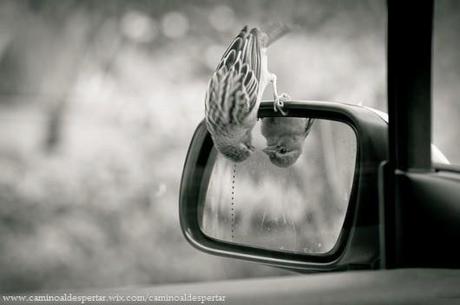 EL MUNDO DE LAS APARIENCIAS