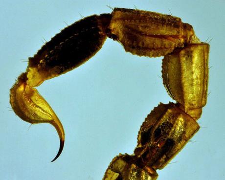 Fumar escorpiones - Una adicción peligrosa