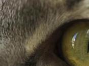 visión gatos contraposición humana