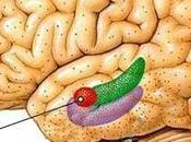 Autismo estaria relacionado Amigdala Cerebral