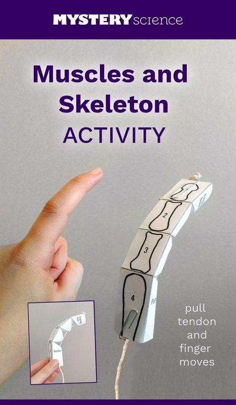 actividad con músculos de cartón