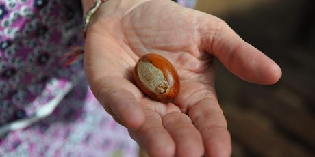 Manteca de karité: propiedades y usos Manteca de karité: propiedades y usos