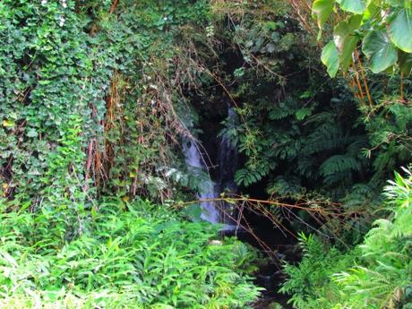 Akaka falls. Big Island Hawaii