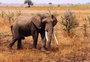 Los viejos (III): Historias de elefantes