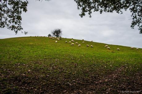 Un poco descarriadas