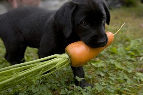 ¿Pueden nuestros perros comer frutas y verduras?