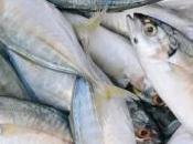 Tres cada cuatro españoles come pescado casa menos semana