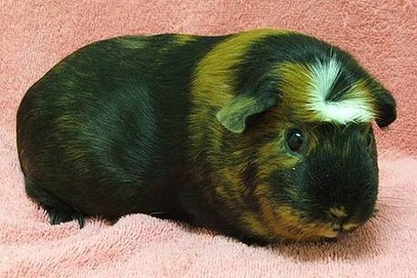 Conoce A La Peculiar Cobaya Crestada. Una Raza Única E Interesante