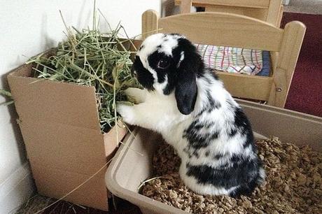 Top 5 Mejores Juguetes Para Conejos – Diversión Sin Fin Para Tu Mascota!