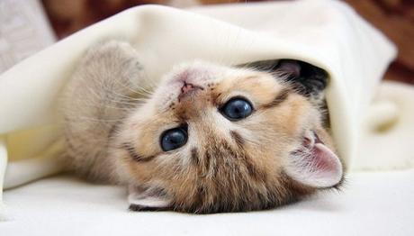 conoce y tolera a tu mascota 