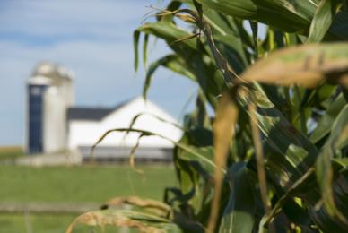 Viaje al pasado en tierras amish, Pennsylvania