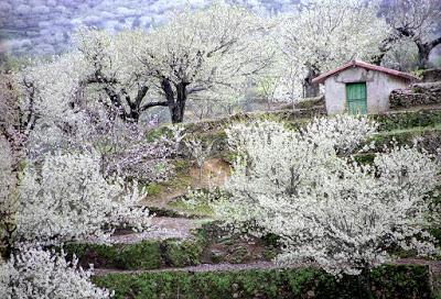 Primavera y Cerezo en Flor 2017. Valle del Jerte