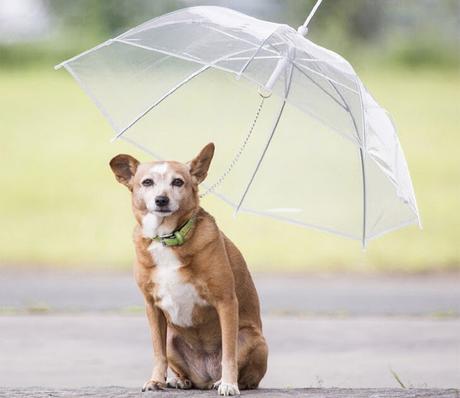 Inventos raros, raros, raros...
