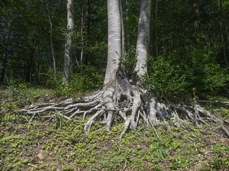 Il Venerdí di Photosatriani N. 92