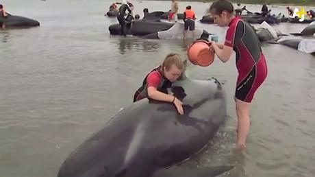 Cientos de ballenas varadas en Nueva Zelanda (VIDEO)