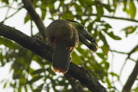 Arasarí chico (Spot-billed Toucanet) Selenidera maculirostris