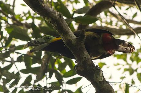 Arasarí chico (Spot-billed Toucanet) Selenidera maculirostris