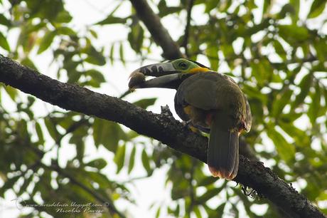 Arasarí chico (Spot-billed Toucanet) Selenidera maculirostris