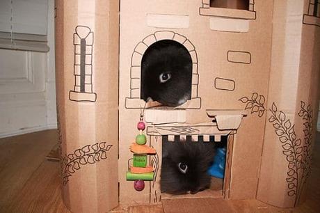 Cómo Hacer Juguetes Para Conejos En Casa – Ideas Sencillas ¡Que Ellos Amarán!