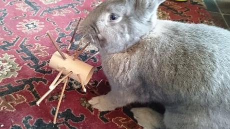 Cómo Hacer Juguetes Para Conejos En Casa – Ideas Sencillas ¡Que Ellos Amarán!