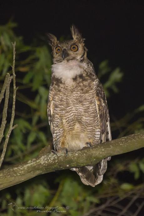 Ñacurutú (Great Horned Owl) Bubo virginianus