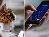 Catterbox collar elegante traduce maullidos gato lenguaje humano