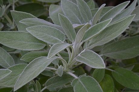 salvia2