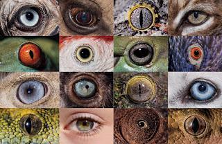 Día de Darwin: El creacionismo refutado por Darwin
