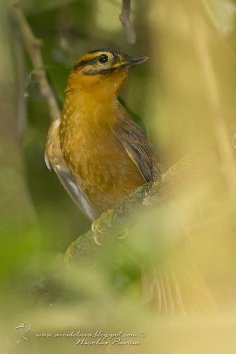 Ticotico cabeza negra (Black capped-Foliage Gleaner) Philydor atricapillus