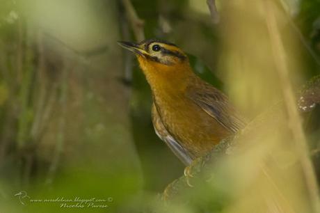 Ticotico cabeza negra (Black capped-Foliage Gleaner) Philydor atricapillus