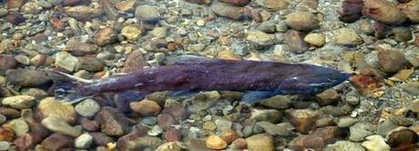 Canadá: (Día 9) Caribús, salmones y  Mount Robson, el punto más alto de las Rocosas